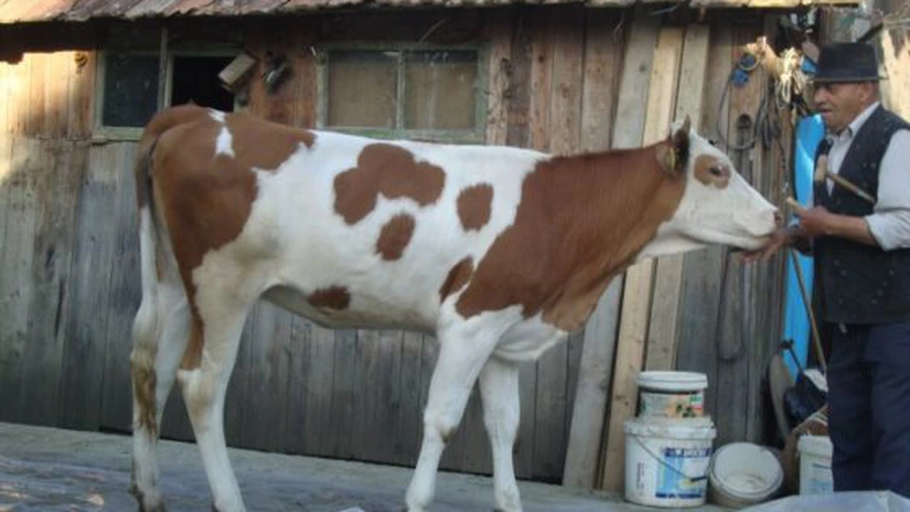 Ministrul Agriculturii îi îndeamnă pe fermieri să solicite subvenţie pentru achiziţionarea de juninci