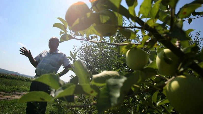 Idei de afaceri. O familie din Suceava scoate peste 217.000 euro din pepiniera de pomi şi arbuşti fructiferi