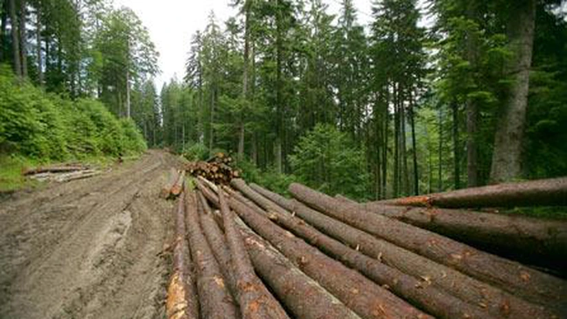 Ministerul Apelor şi Pădurilor are termen până la 31 august să finalizeze Strategia Forestieră Naţională 2017-2026