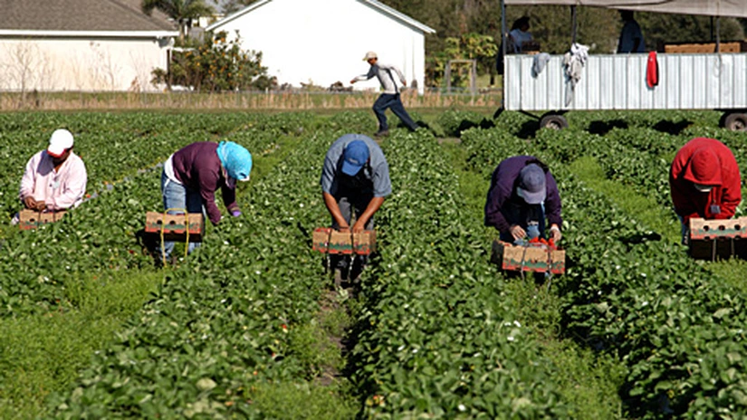Criză COVID-19: Muncitorii agricoli sezonieri, inclusiv din România, aduşi în Germania, pe fondul pandemiei şi închiderii graniţelor UPDATE