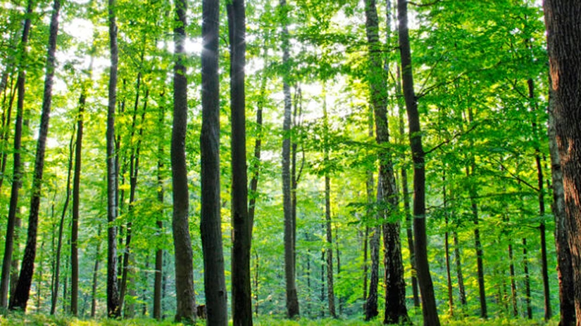 PNRR în Agricultură: Peste 300 de hectare de păduri urbane vor împrospăta aerul din marile aglomerări