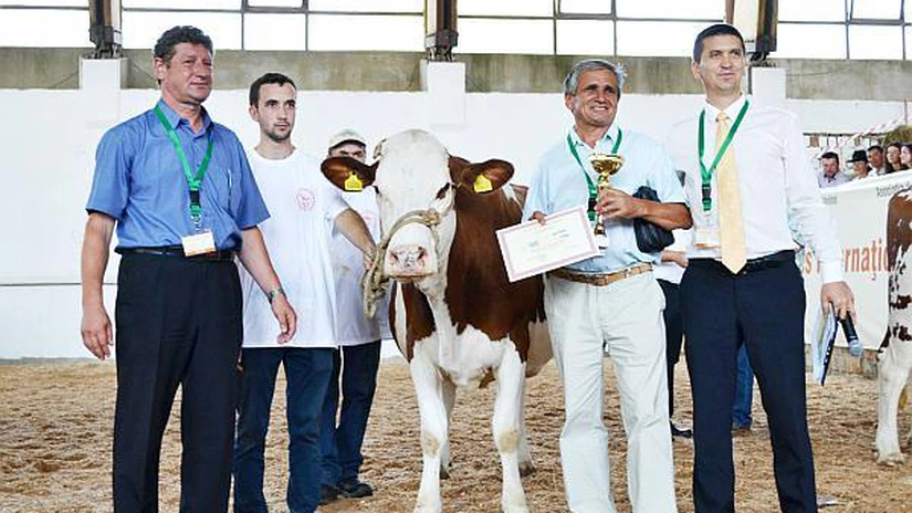Super-vaca românească care dă 7.700 de litri de lapte pe an