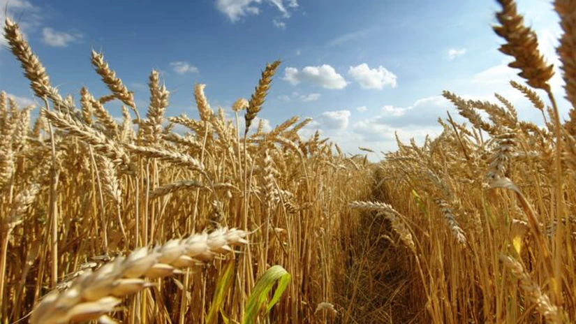 Lumea produce mai mult grâu decât consumă. Ce se întâmplă cu fermierii români