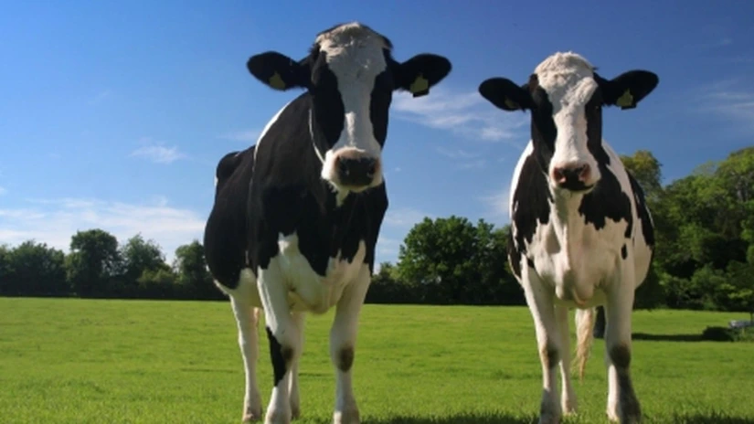 6 lei litrul de lapte de vacă bio. Universitatea de Științe Agricole din Cluj-Napoca a lansat, în propriile magazine, o gamă ecologică