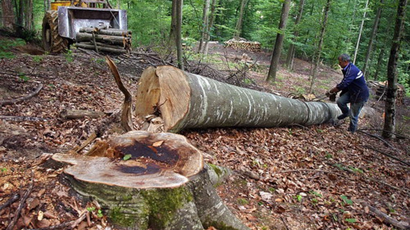 Cât lemn se taie din pădurile Romsilva. RAPORT