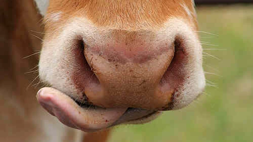 Boala limbii albastre, care afectează bovinele, se extinde în România