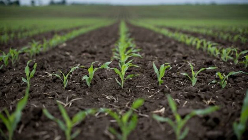 Ministerul Agriculturii va acorda autorizaţii temporare pentru utilizarea neonicotinoidelor la seminţele de porumb şi sfeclă de zahăr