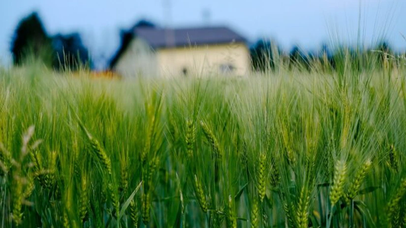 Franţa ar putea importa grâu din România, din cauza recoltei slabe din acest an