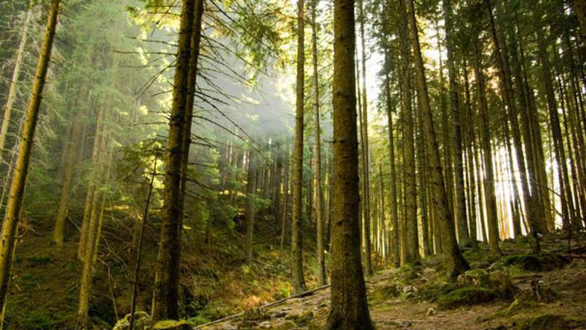 Proprietarii de păduri situate în zonele protejate vor primi compensaţii în bani din partea statului