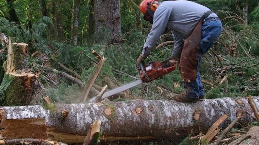 Romsilva: Fondul forestier proprietate publică a statului, în scădere cu 62.000 hectare în 2015