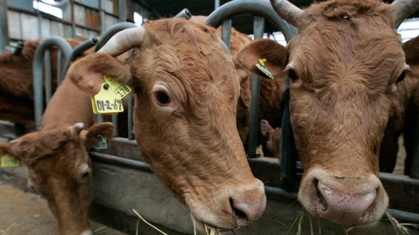 Polonia a exportat 2.700 de kilograme de carne de vită suspectă spre UE, inclusiv în România - oficial polonez