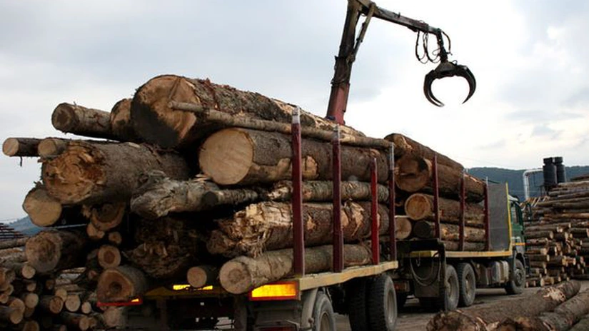 Guvernul a înfiinţat un grup de lucru care să soluţioneze probleme generate de blocarea tranzacţiilor cu lemn