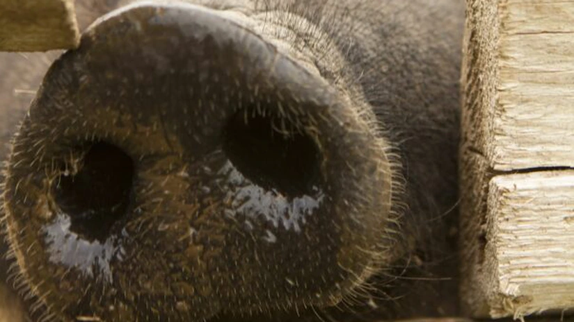 Un nou focar de pestă porcină africană, apărut după o pauză de o lună şi jumătate la Brăila