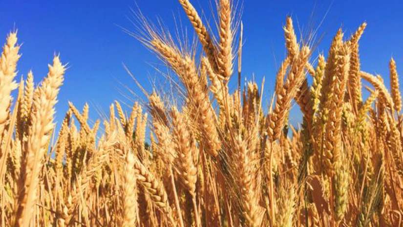 Producţia de cereale a României a scăzut cu 37,6% în 2020