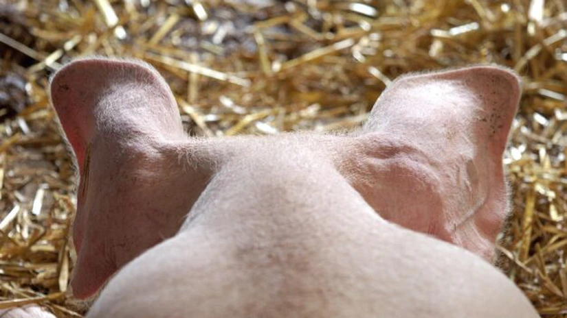 Proiectul de lege pentru aprobarea Programului carne de porc din fermele româneşti, adoptat de Deputaţi. Ajutoare de 86 milioane de euro