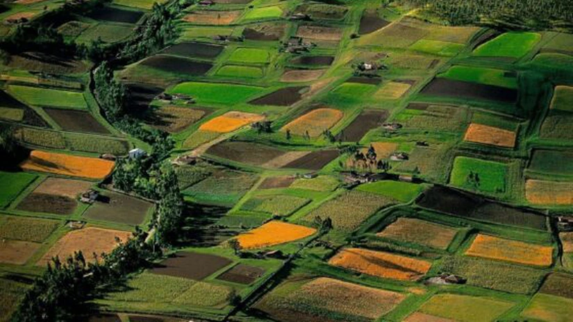 Străinii controlează producţia de cereale bio din România. Italienii şi nemţii exploatează peste 9.000 de hectare în Timiş şi Iaşi