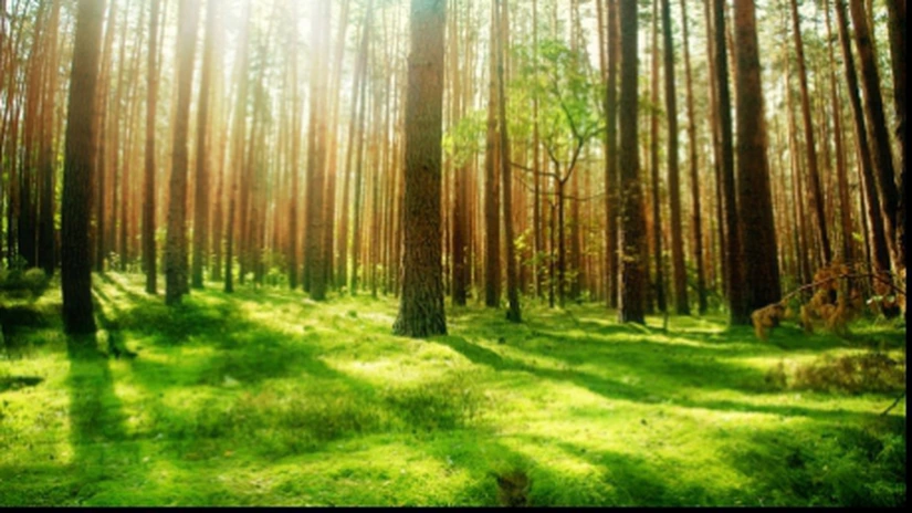 MADR: Sprijin financiar de 7 milioane de euro/proiect pentru crearea perdelelor forestiere de protecţie
