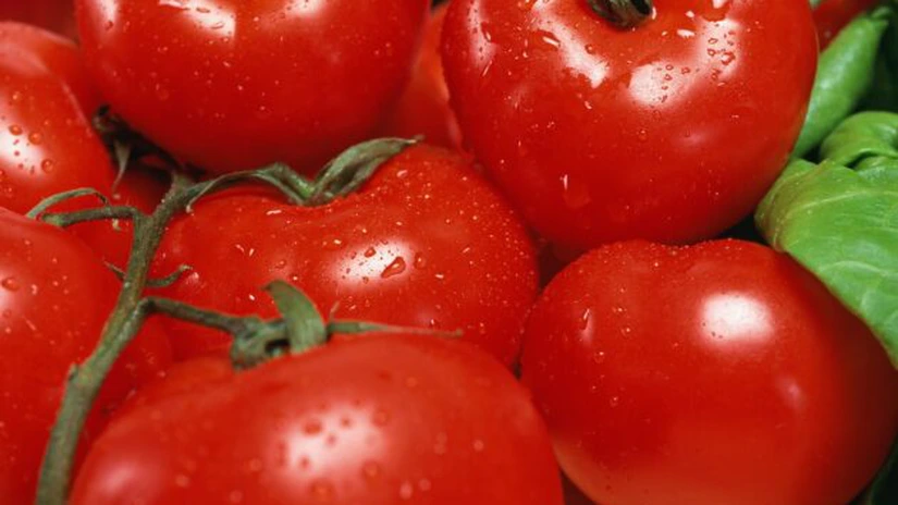 Guvernul a decis prelungirea termenului privind sprijinul financiar pentru producătorii de tomate
