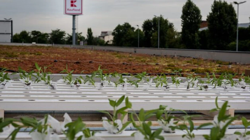 Kaufland creşte legume şi fructe în parcări şi pe acoperişurile magazinelor