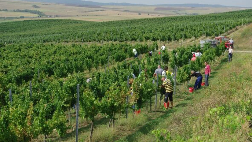 România ar putea avea a doua cea mai mare creştere a producţiei de vin dintre marii producători
