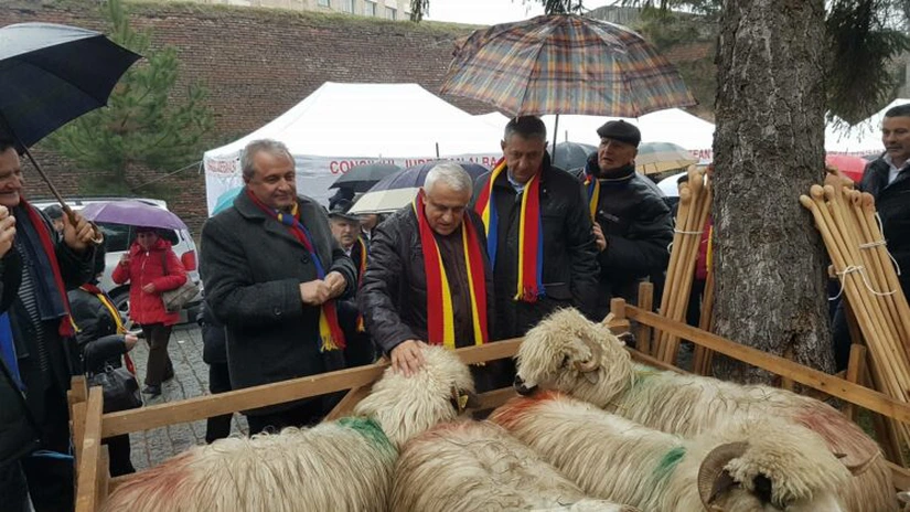 România poate exporta carne de oaie şi ovine către Iran; 800.000 de capete în şase luni