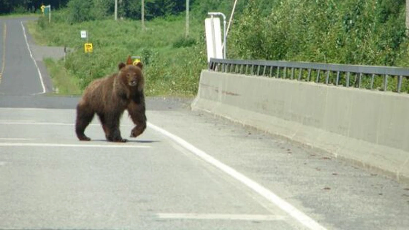 Ce soluţie au găsit autorităţile pentru a preveni intrarea urşilor pe şosea