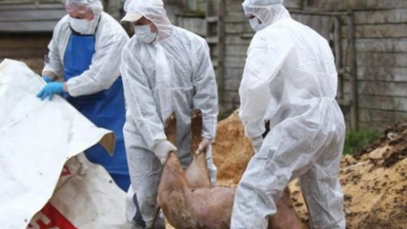 ANSVSA a confirmat existența în România a 529 de focare de pestă porcină africană