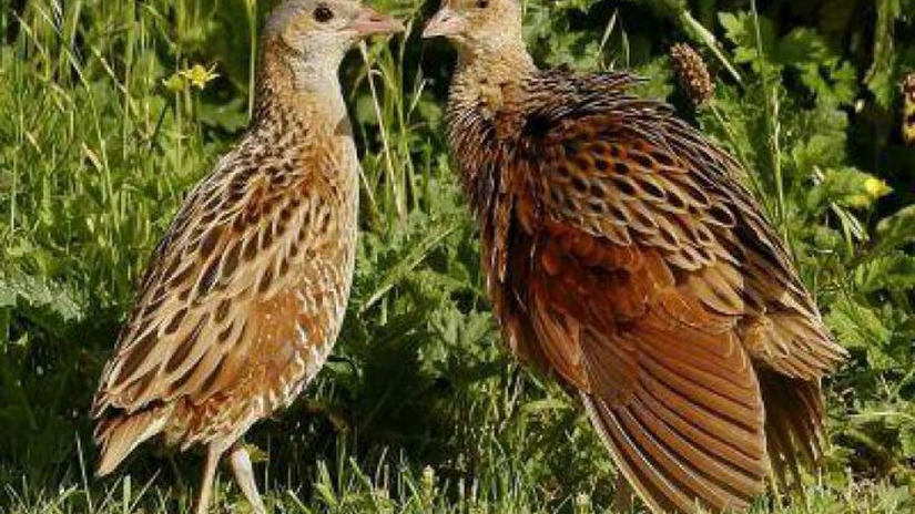 O specie rară de pasăre aduce un sprijin financiar anual de 1 milion de euro agricultorilor dintr-un judeţ al ţării