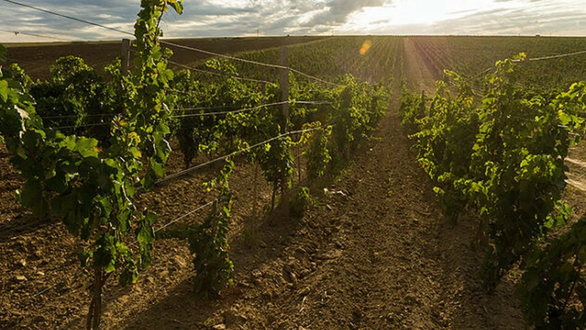 APIA va plăti ajutoarele de stat pentru producătorii din sectorul vitivinicol până la data de 31 decembrie