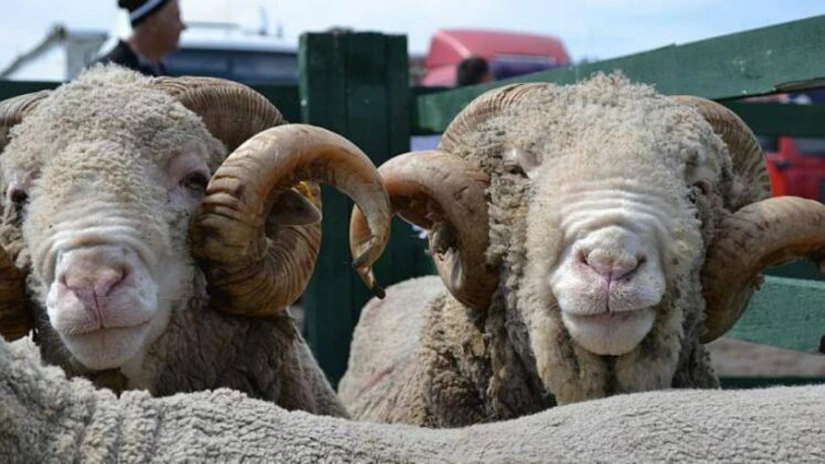 MADR: România ar putea exporta anual două milioane de berbecuţi în Emiratele Arabe Unite