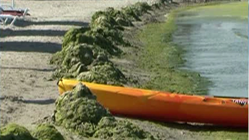 ANAR a colectat de la începutul sezonului peste 4.000 de tone de alge și a dat în ultima săptămână amenzi de 550.000 de lei