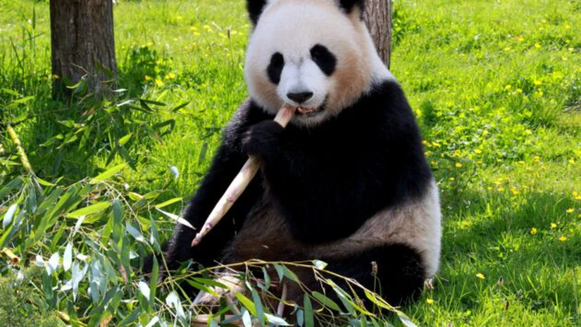 Ursul panda nu mai e o specie pe cale de dispariție, ci vulnerabilă