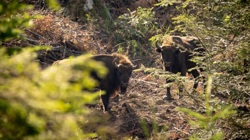 21 de zimbri vor fi eliberați în Munții Făgărăș