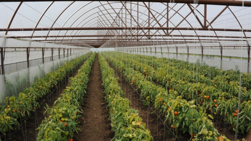 Guvernul a suplimentat bugetul pentru subvențiile acordate culturilor de legume în spaţii protejate cu banii necheltuiți pentru subvenția acordată culturilor de plante aromatice