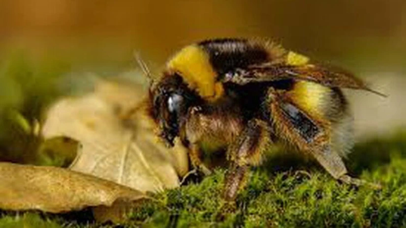 Bruxelles-ul le cere din nou statelor membre UE să accepte limitarea folosirii pesticidelor care sunt nocive pentru albine