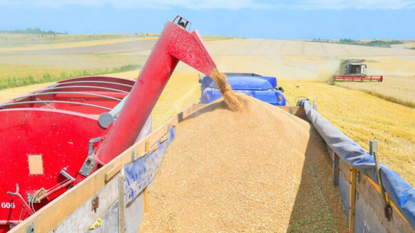Statul caută depozite pentru 373.000 de tone de grâu de panificație ce intră în rezerva de stat