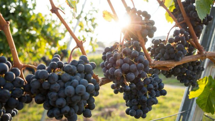 BTA: Ministerul bulgar al Turismului a făcut o prioritate din dezvoltarea turismului viticol
