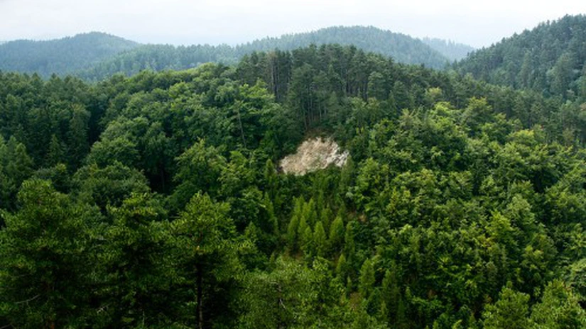 România este ţara cu una dintre cele mai scăzute reţele de drumuri forestiere din Europa