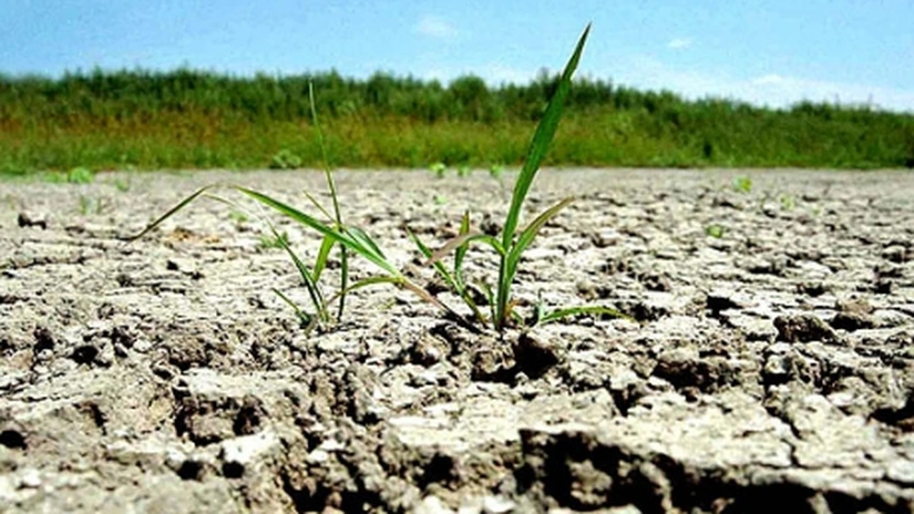 MADR: Au fost afectate de seceta pedologică 16.000 de hectare cu grâu. Comisiile sunt în teren pentru a evalua pagubele produse și la porumb și floarea-soarelui