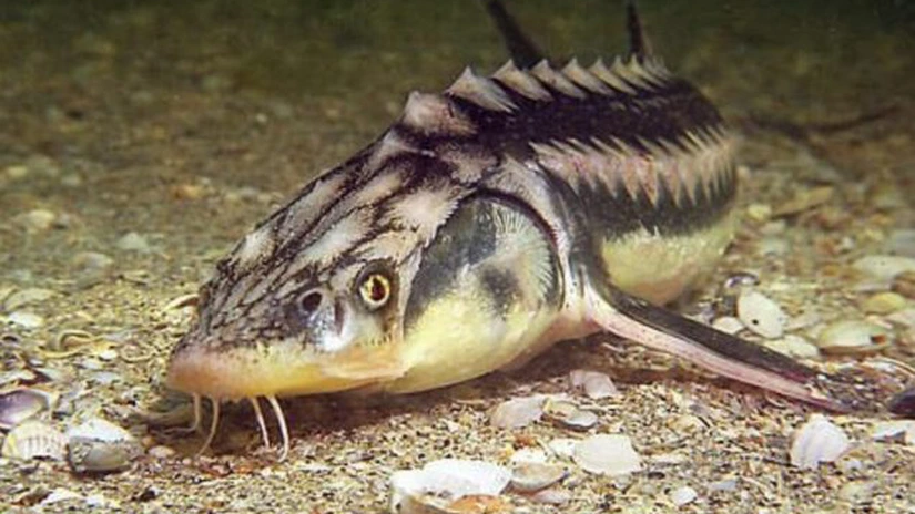 O specie de sturion a dispărut din Dunăre. Cega şi nisetrul, ameninţate - WWF România