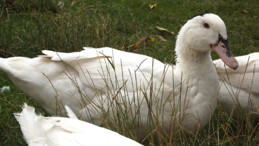 Virusul înalt patogen al gripei aviare a fost detectat la o fermă de rațe din Ungaria, aflată în apropierea graniței cu România