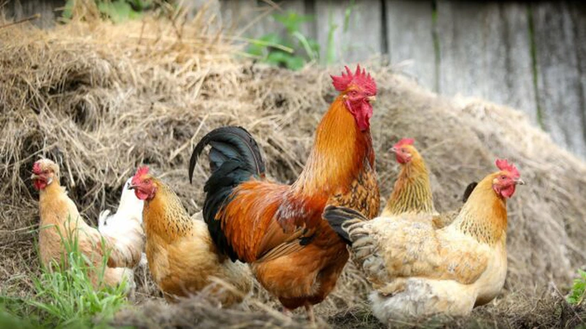 Franţa majorează nivelul de risc pentru gripă aviară de la 