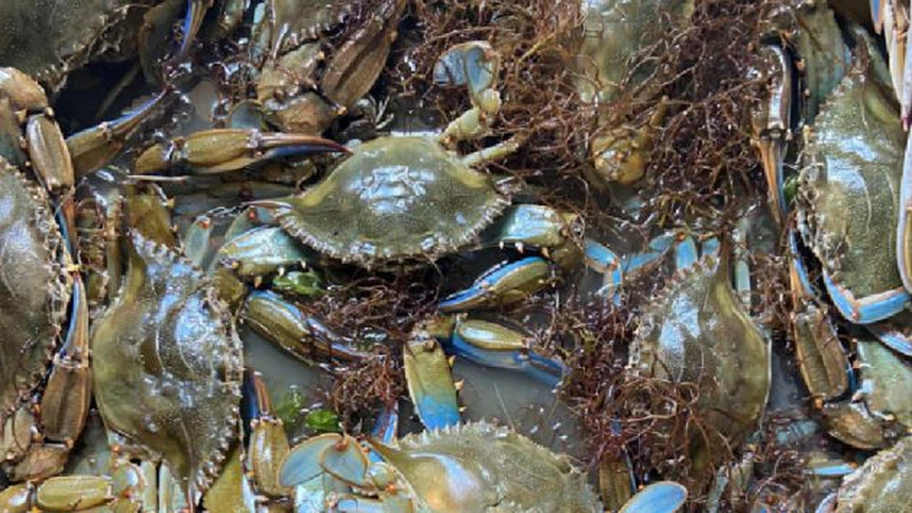 Guvernul italian alocă 2,9 milioane de euro pentru sprijinirea fermelor de scoici în lupta împotriva răspândirii unei specii de crab foarte invazivă