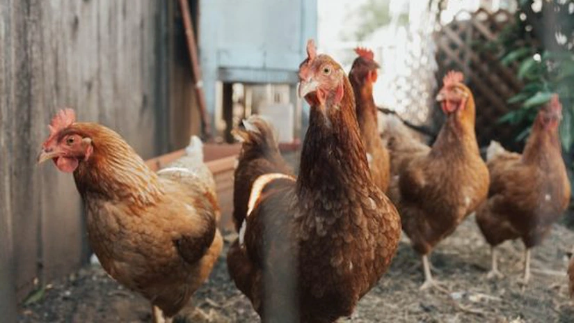 România şi Bulgaria raportează focare de gripă aviară, în timp ce Europa se confruntă cu un nou val al virusului (WOAH)