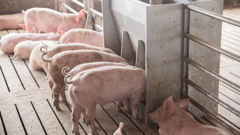 20.000 de porci dintr-o fermă din Goleşti, Vrancea, ucişi în urma depistării pestei porcine în exploataţie