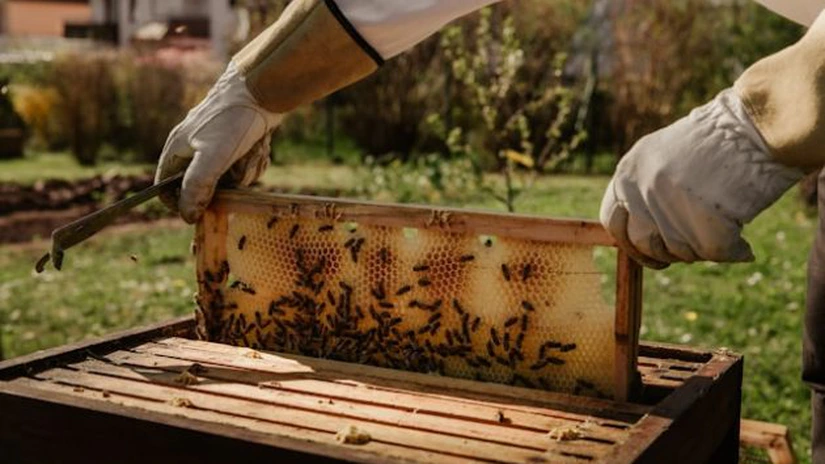 Limitări la importurile de miere. ANPC și MADR vor să elimine din concurența „neloială”