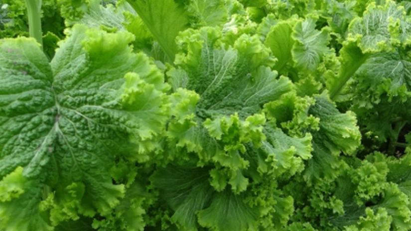 Salata iute provenită din Asia, cu o greutate de până la 1 kg, poate fi cultivată şi în România