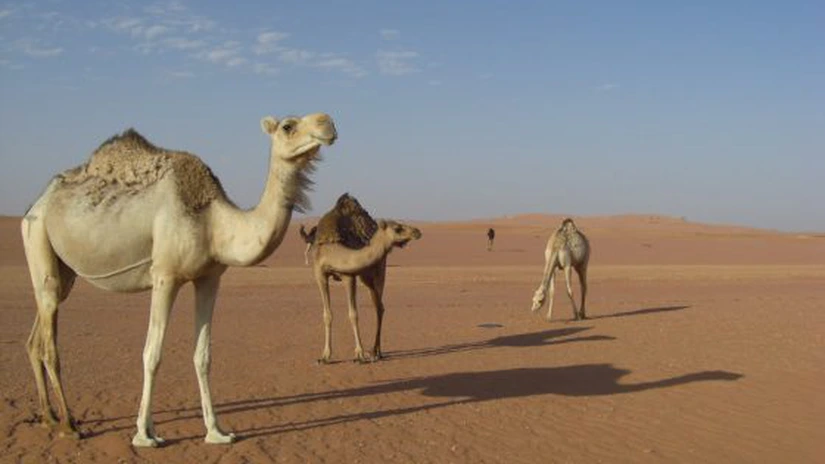 Algeria își propune să atragă 12 milioane de turiști în 2030, un salt semnificativ față de 3,3 milioane câți a găzduit în 2023