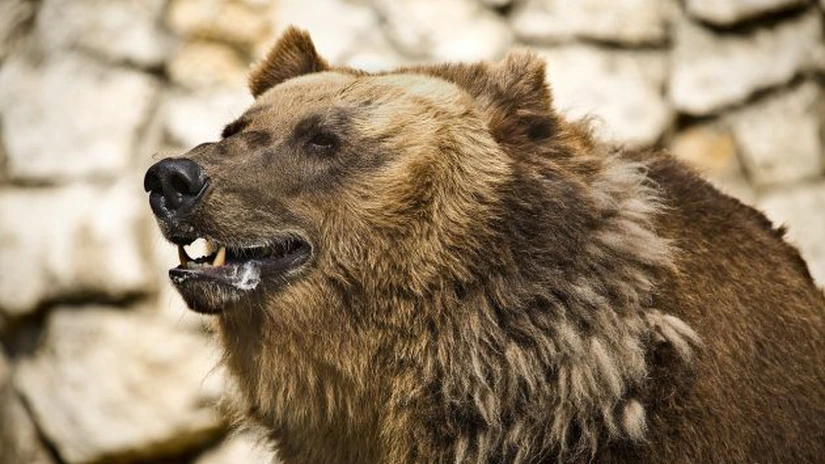 Tanczos Barna: Ursul poate fi din nou vânat în România. Astfel putem salva vieţi omeneşti