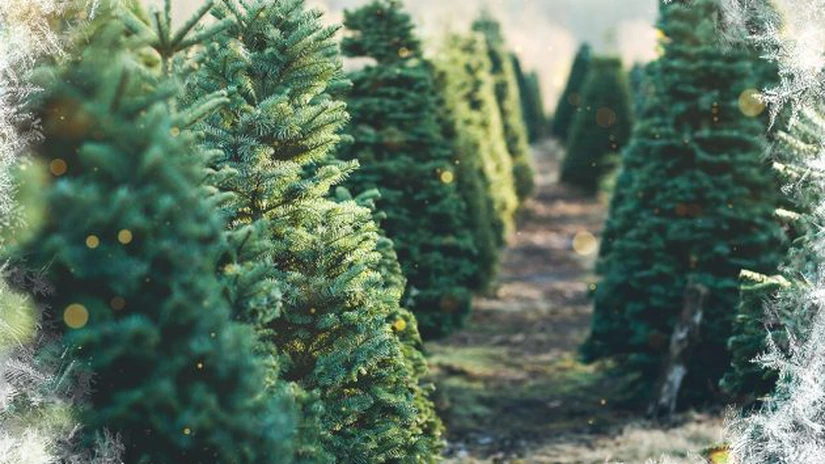 Sezamo începe de astăzi livrarea de brazi naturali